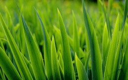 Lawn Watering Tips