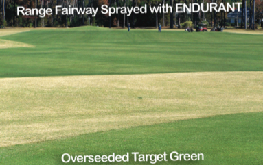 Range fairway sprayed with Endurant versus an overseeded target green in the foreground. (Photo supplied by Geoponics customer)