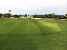 No need for overseed: Endurant FW turf colorant applied at the Club at the Strand.