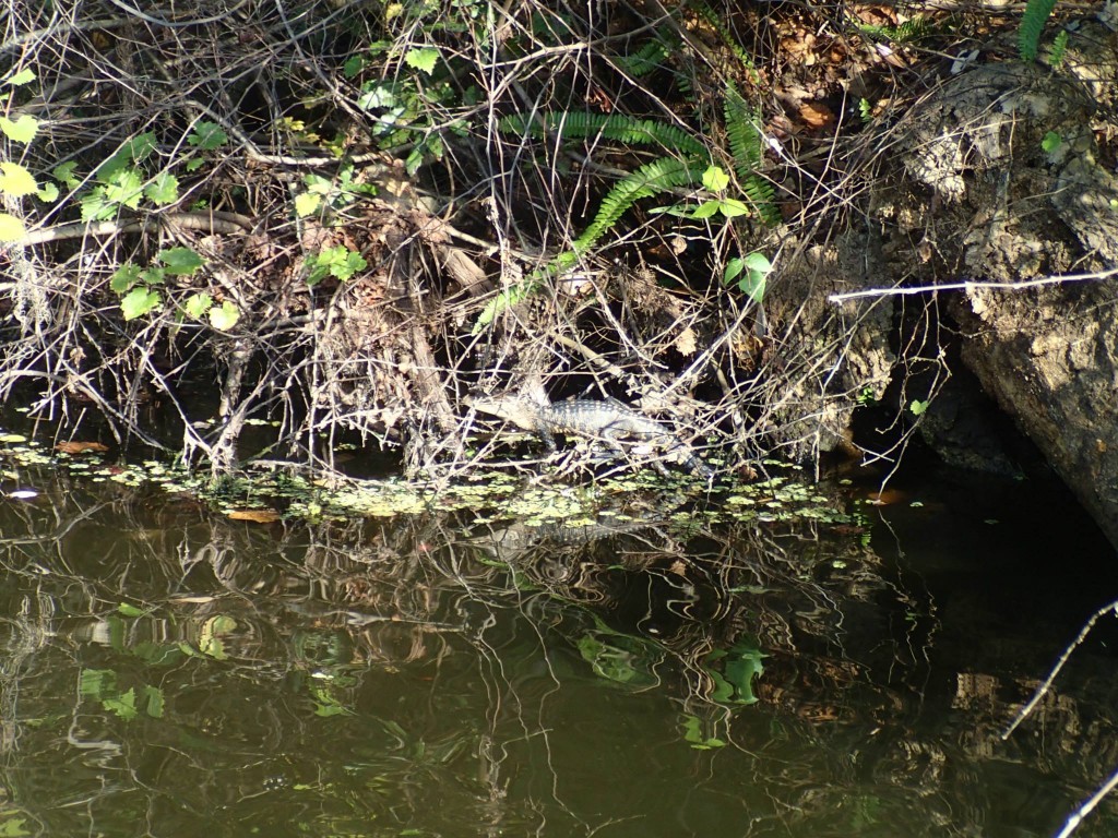 Baby alligator in the Doral Canal, Dade County, Florida sent by Michael Sullivan via Facebook into the Geoponics Wildlife Photo Contest for a chance to win Endurant turf paint, other prizes. 