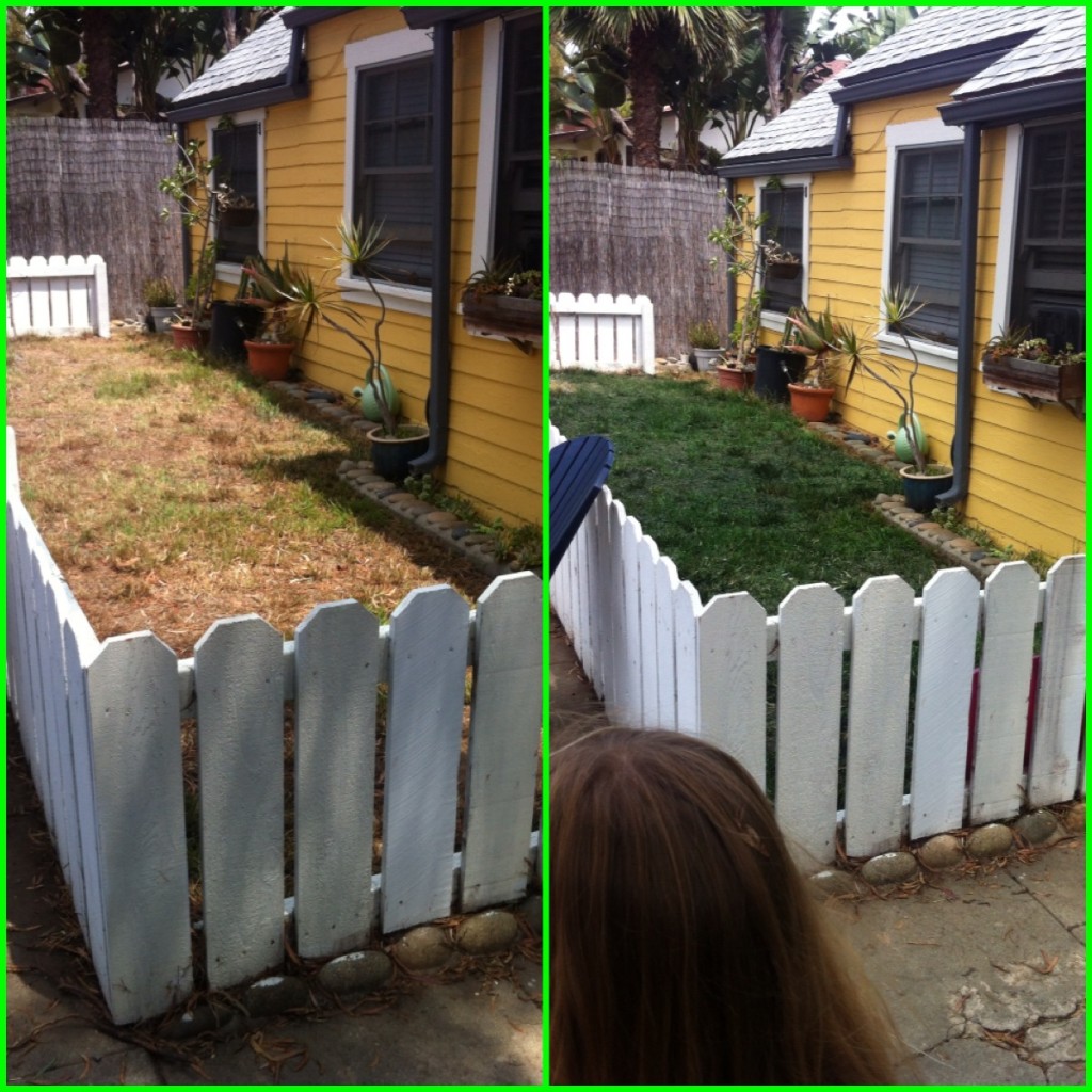 Homeowners, such as this one in Encinitas Calif.,  go from dull and drab drying brown grass to vibrant green lawns with organic based Endurant turf paint during California drought and strict statewide water restrictions. 