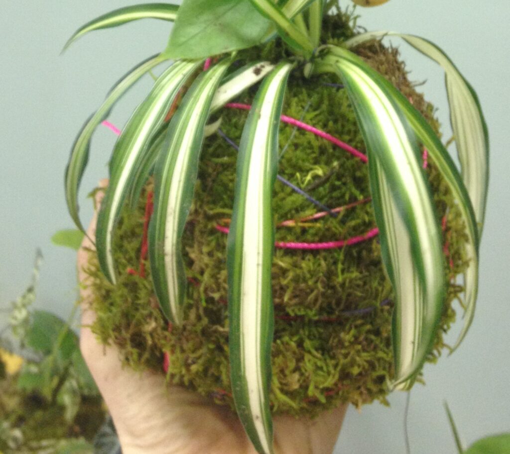 Kokedama moss ball