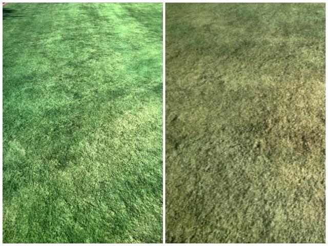 Endurant twitter Endurant PR and Endurant FW turf paint tips from CGCS Kevin Smith