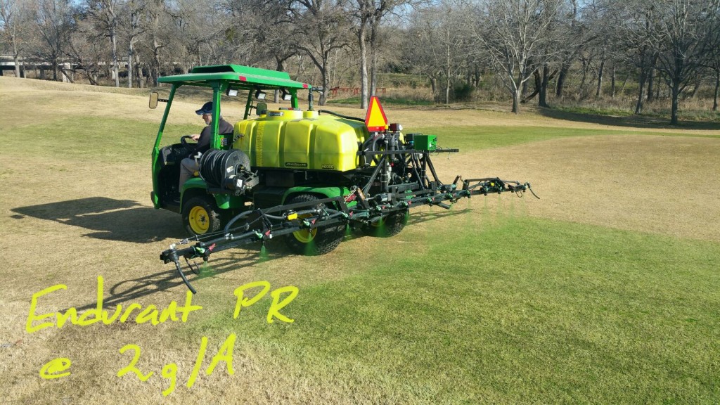 Endurant PR perennial rye grass colorant