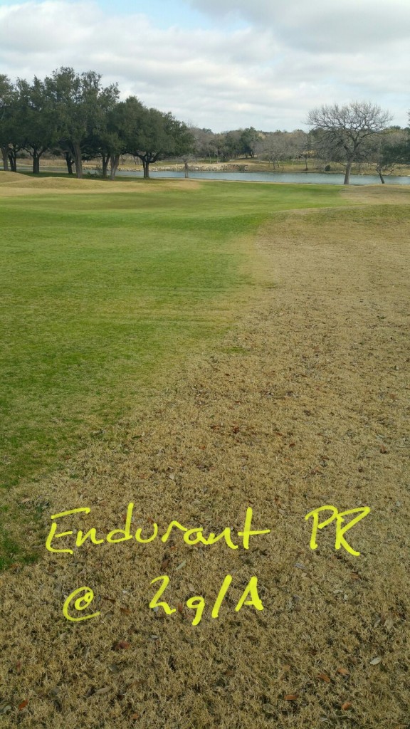 Endurant PR perennial rye grass colorant
