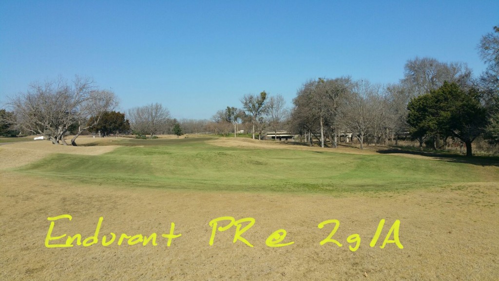 Endurant PR perennial rye grass colorant