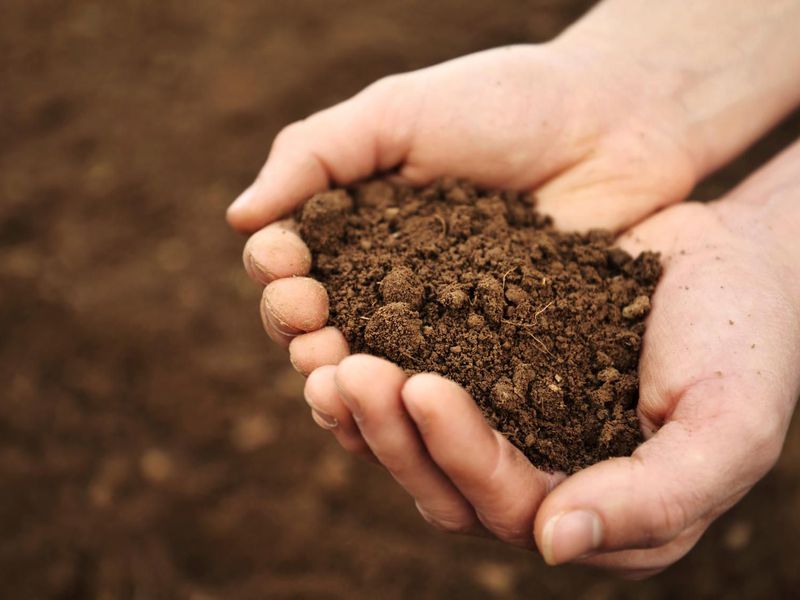 healthy soil