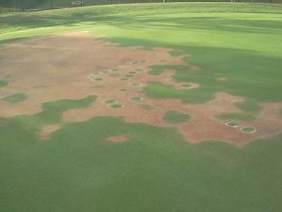 LDS Localized Dry Spot and wetting agents