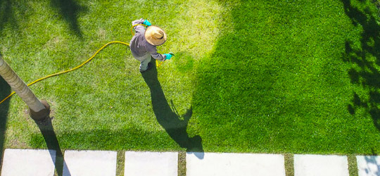 Lawn Painting Business