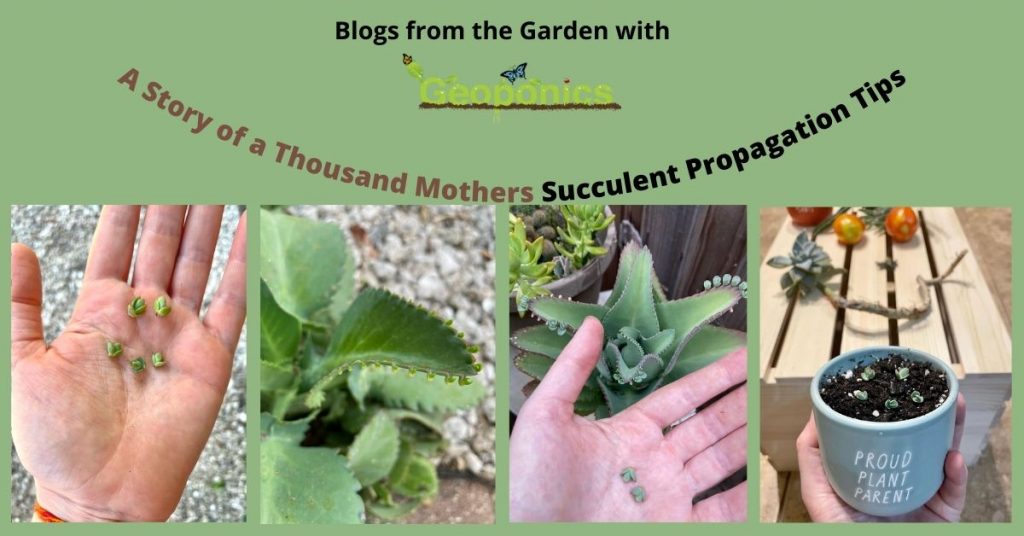 Mother of Thousands Story with succulent propagation tips