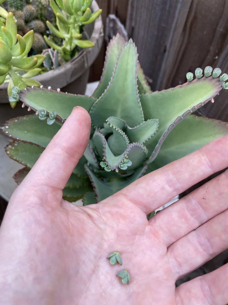 Mother Of Thousands Plant And Plantlets In Hand 768x1024 