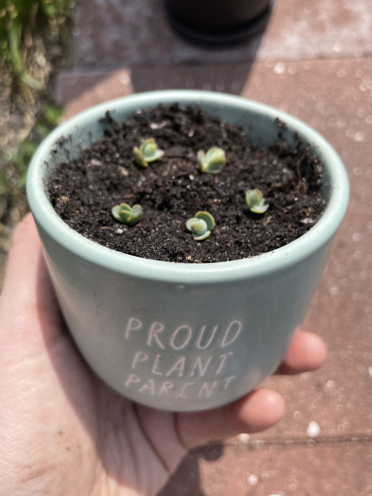 Mother of Thousands Update how it started